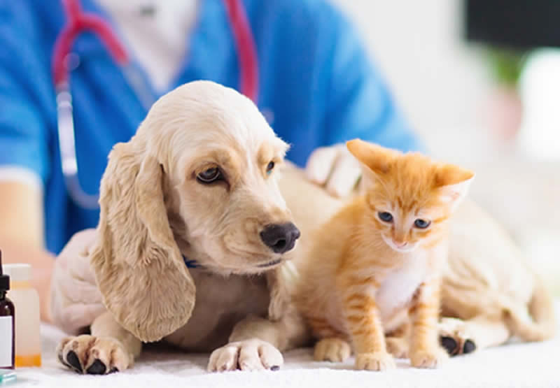 Pet Insurance - Rankin Insurance Group